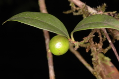 Eugenia cotinifolia subsp. phyllyraeoides